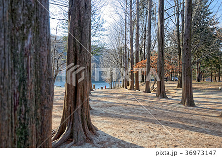 Walkway between the pines Walkway between the pines 36973147