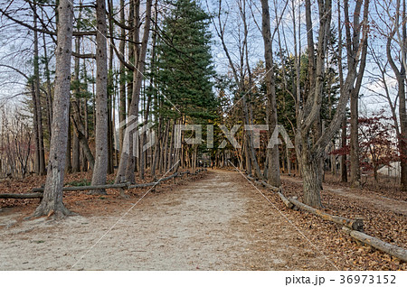 Walkway between the pines Walkway between the pines 36973152