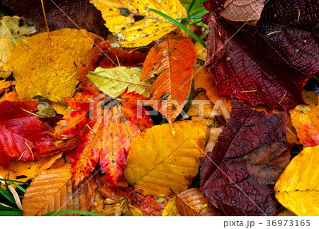 落ち葉の彩り 36973165