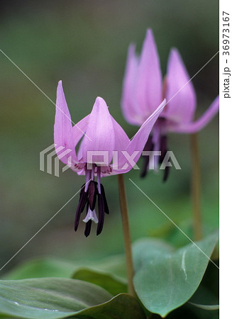 カタクリ　凛として 36973167