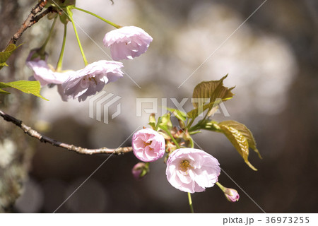 八重桜の花 八重桜の花 36973255