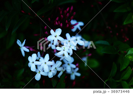 ハゴロモジャスミンの花香る 36973446
