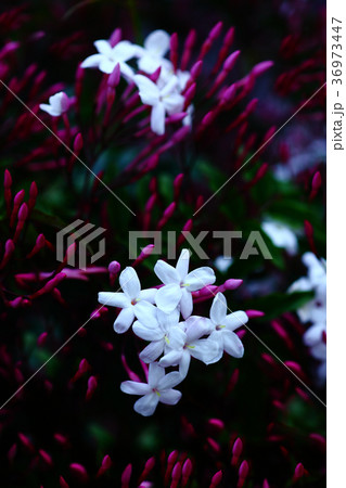 ハゴロモジャスミンの花香る 36973447