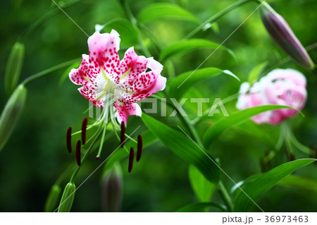 カノコユリの花咲く 36973463