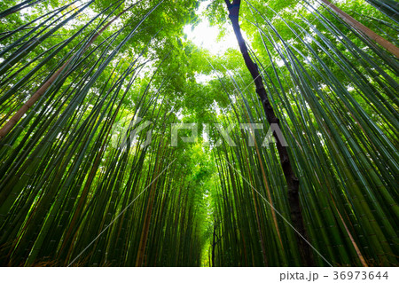 Bamboo grove nature pathway at Arashiyama Bamboo grove nature pathway at Arashiyama 36973644