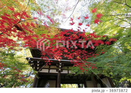 東漸寺の秋　（千葉県松戸市とうぜんじ） 36973872