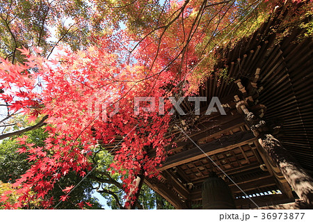 東漸寺の秋 (千葉県松戸市とうぜんじ) 東漸寺の秋 (千葉県松戸市とうぜんじ) 36973877