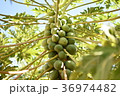 パパイヤ 36974482
