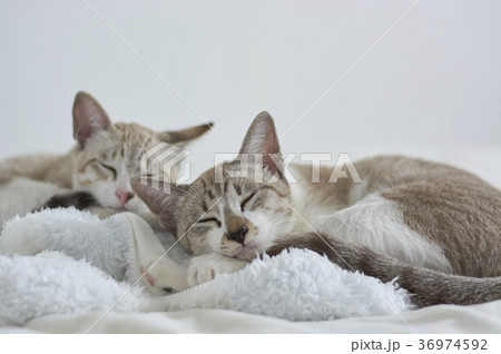 2匹のねこ 2匹のねこ 36974592