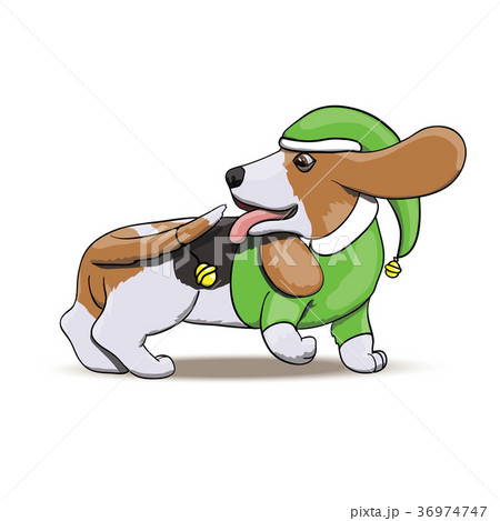 Basset Hound Santa's Elf Chasing New Year Bell Basset Hound Santa's Elf Chasing New Year Bell 36974747