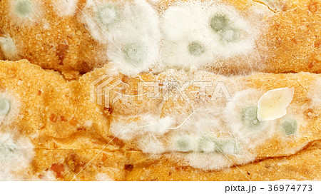 Close up of bread has a fungus. 36974773