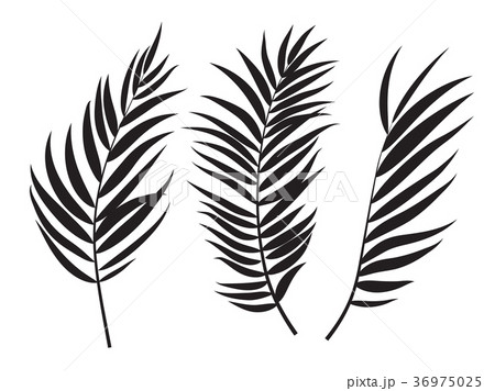 Beautifil Palm Tree Leaf  Silhouette Backgroun 36975025