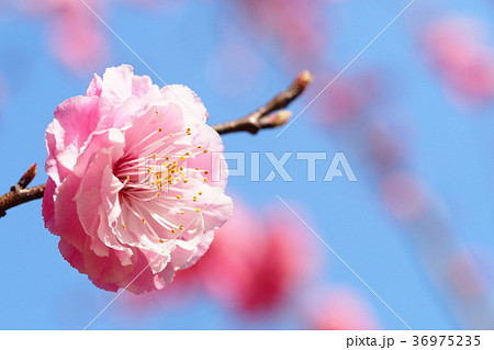 梅の花 豊後梅 の写真素材