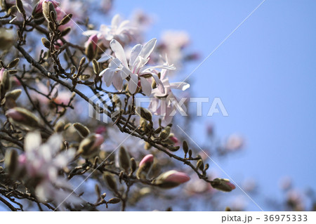 シデコブシ咲く シデコブシ咲く 36975333