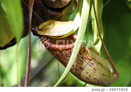 ウツボカズラ 36975829