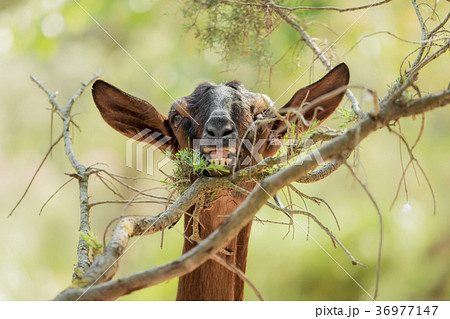 A brown goat is eating leaves from a branch 36977147