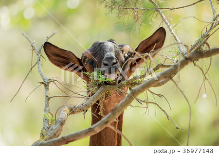 A brown goat is eating leaves from a branch 36977148