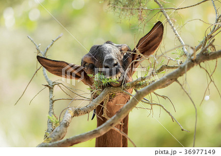 A brown goat is eating leaves from a branch 36977149
