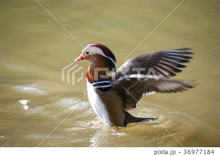 羽ばたくオシドリ 36977184