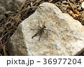Assassin flies sits on a stone (Asilidae) 36977204