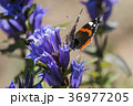 Red Admiral sits on a flower of willow gentian 36977205