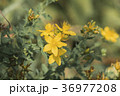 Common Saint John's wort (Hypericum perforatum) 36977208