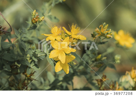 Common Saint John's wort (Hypericum perforatum) 36977208