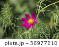 Purple flower of garden cosmea (Cosmos bipinnatus) 36977210