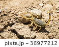 Scorpion deathstalker from the Negev desert 36977212