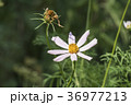 White flower of garden cosmea (Cosmos bipinnatus) 36977213