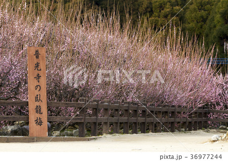 普光寺　臥龍梅、 36977244