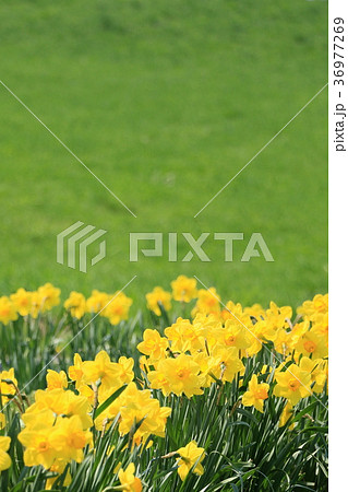 水仙 水仙 36977269