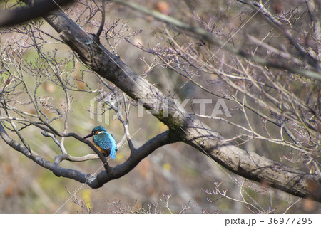 カワセミと晩秋の森 36977295