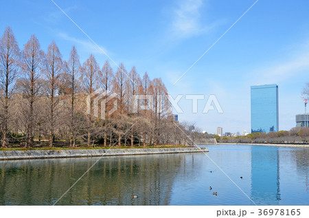 大阪城　東外濠周辺の風景 36978165