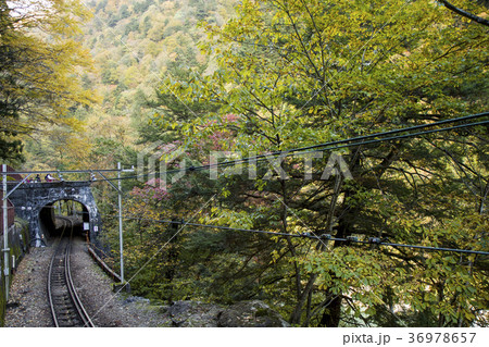 秋の登山鉄道 36978657
