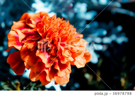 Orange flower, marigolds in the garden in the late Orange flower, marigolds in the garden in the late 36978798
