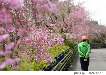 東京都小金井市　野川のしだれ桜　小金井市 中町から 前原町周辺 36978843