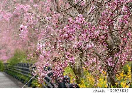 東京都小金井市　野川のしだれ桜　小金井市 中町から 前原町周辺 36978852