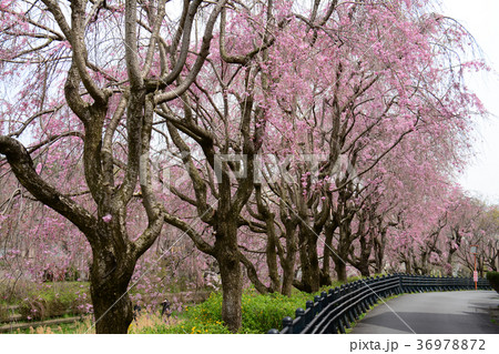 東京都小金井市　野川のしだれ桜　小金井市 中町から 前原町周辺 36978872