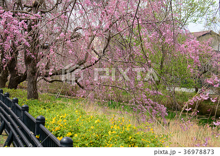 東京都小金井市　野川のしだれ桜　小金井市 中町から 前原町周辺 36978873