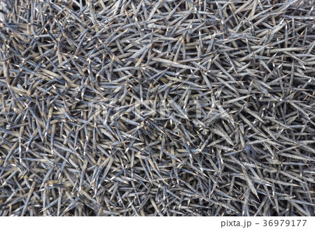 Texture hedgehog needles.  36979177