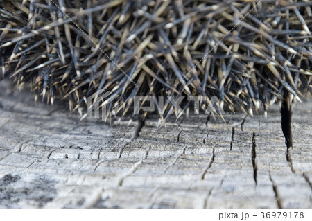 Hedgehog on the tree stump.  36979178