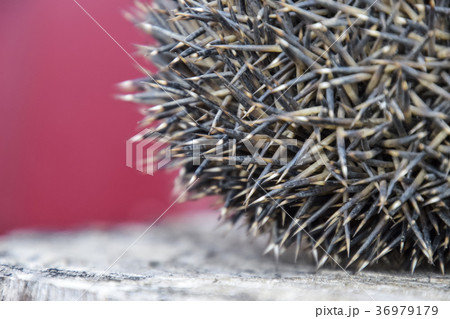 Hedgehog on the tree stump. Hedgehog on the tree stump. 36979179