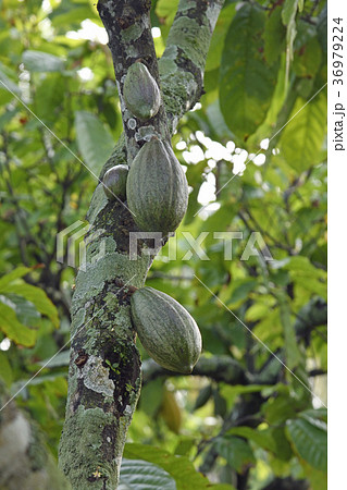 木に生るカカオの果実 木に生るカカオの果実 36979224
