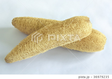 ヘチマタワシ ヘチマタワシ 36979235