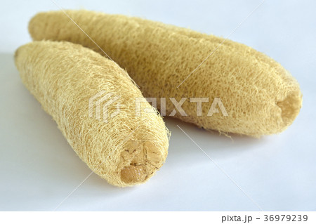 ヘチマタワシ 36979239