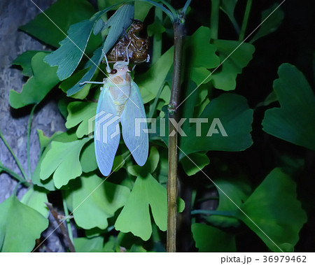 アブラゼミの羽化 36979462