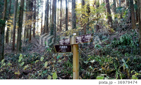 杉林 杉林 36979474