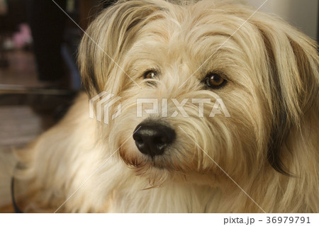 テリア系ミックス 36979791