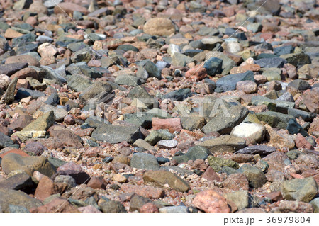 Wild beach background 36979804